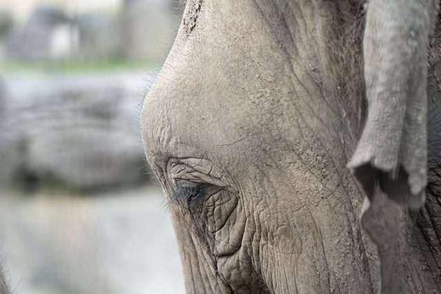 九州自然動物公園 アフリカンサファリ