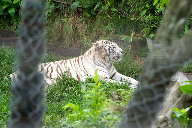 九州自然動物公園 アフリカンサファリ