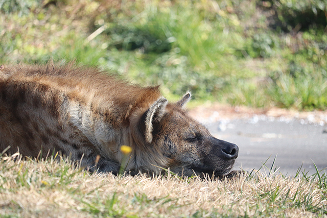 九州自然動物公園 アフリカンサファリ