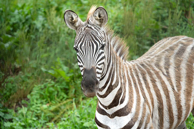 九州自然動物公園 アフリカンサファリ
