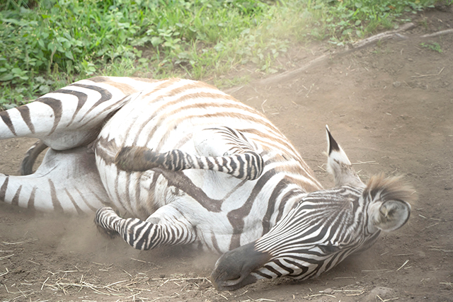 九州自然動物公園 アフリカンサファリ