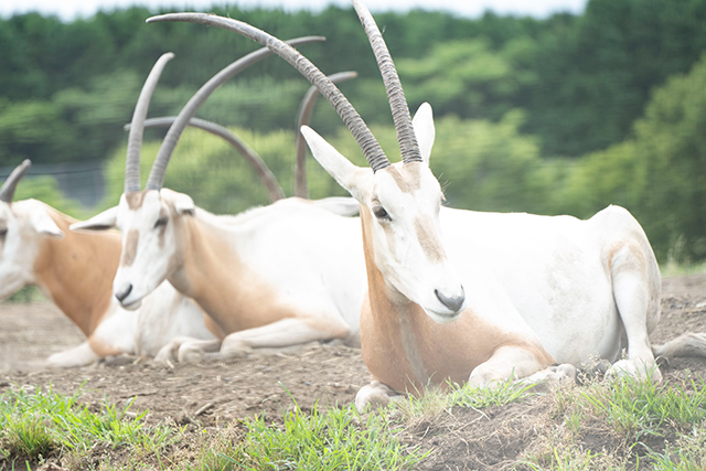 九州自然動物公園 アフリカンサファリ