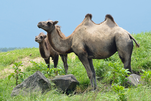 九州自然動物公園 アフリカンサファリ