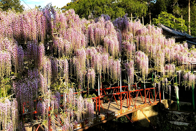 藤の花