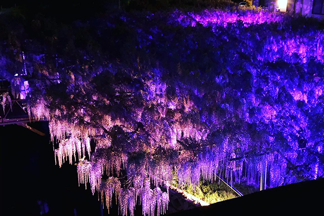 藤の花