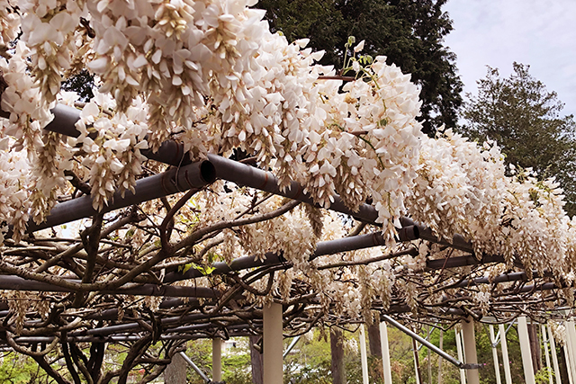 藤の花