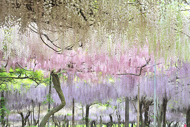 藤の花