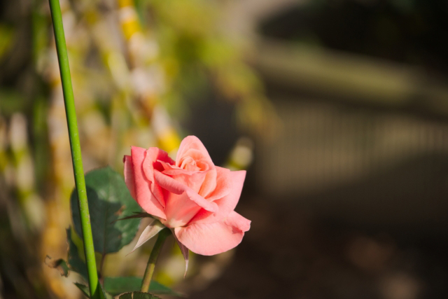 藤の花