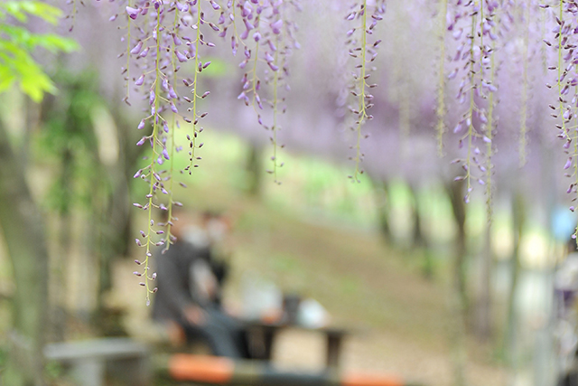 藤の花