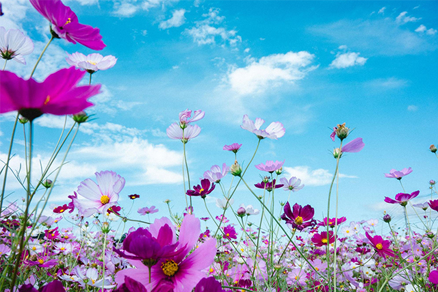 約2,500万本のコスモスがお出迎え!西日本最大級の規模「三光コスモス園」