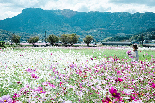 約2,500万本のコスモスがお出迎え!西日本最大級の規模「三光コスモス園」