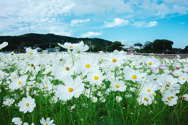 約2,500万本のコスモスがお出迎え!西日本最大級の規模「三光コスモス園」