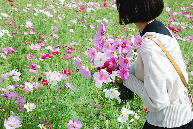 約2,500万本のコスモスがお出迎え!西日本最大級の規模「三光コスモス園」
