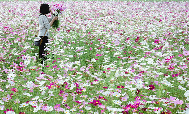 約2,500万本のコスモスがお出迎え!西日本最大級の規模「三光コスモス園」