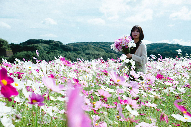 約2,500万本のコスモスがお出迎え!西日本最大級の規模「三光コスモス園」