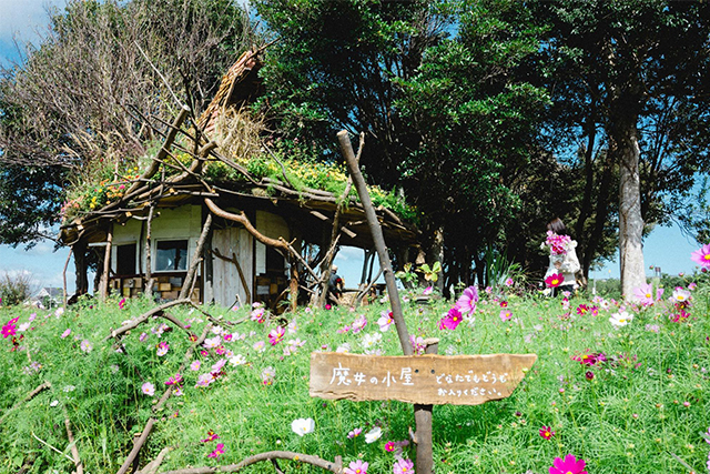 約2,500万本のコスモスがお出迎え!西日本最大級の規模「三光コスモス園」