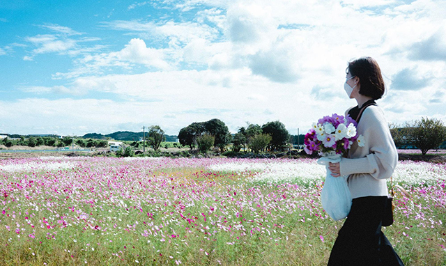 約2,500万本のコスモスがお出迎え!西日本最大級の規模「三光コスモス園」