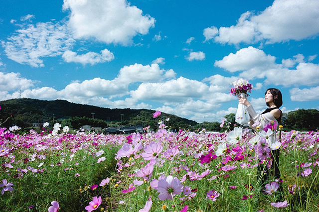 約2,500万本のコスモスがお出迎え!西日本最大級の規模「三光コスモス園」