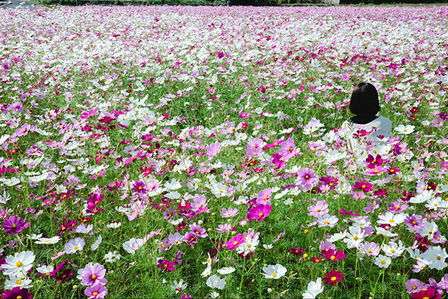 約2,500万本のコスモスがお出迎え!西日本最大級の規模「三光コスモス園」