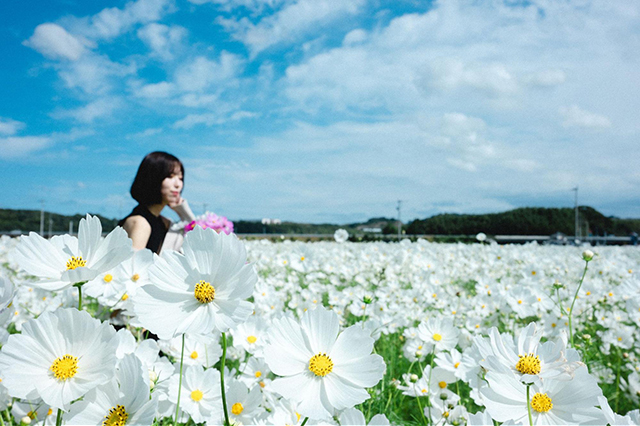 約2,500万本のコスモスがお出迎え!西日本最大級の規模「三光コスモス園」