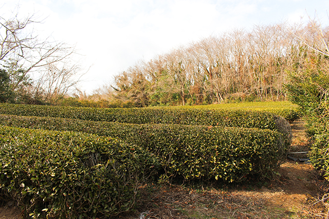 真心を込めて、茶どころ杵築からお届け幻の国産紅茶「きつき紅茶」
