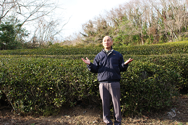 真心を込めて、茶どころ杵築からお届け幻の国産紅茶「きつき紅茶」