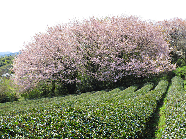 真心を込めて、茶どころ杵築からお届け幻の国産紅茶「きつき紅茶」