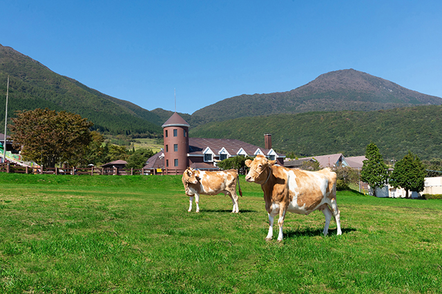 久住高原で貴重なゴールデンミルクを味わう♪ ガンジー牧場