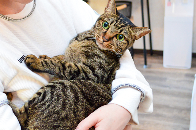 にゃんともかわいいスープカレー店♥ 保護猫カレー屋299(にくきゅう)