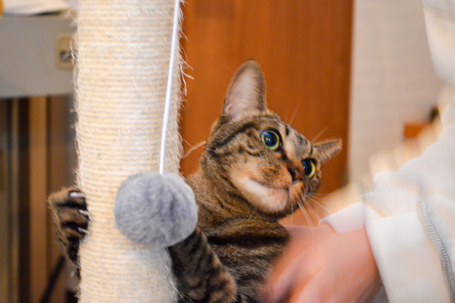 にゃんともかわいいスープカレー店♥ 保護猫カレー屋299(にくきゅう)