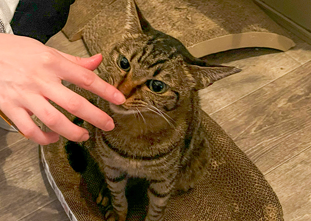 にゃんともかわいいスープカレー店♥ 保護猫カレー屋299(にくきゅう)