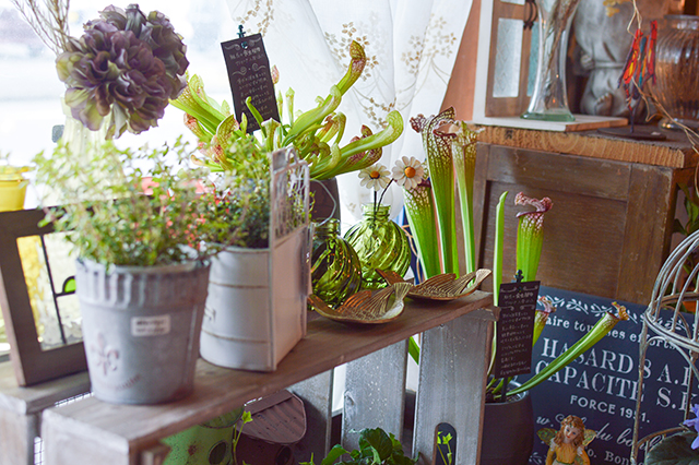 佐伯で“かわいい”を探すドライブへ「海辺の町 Blanche.」