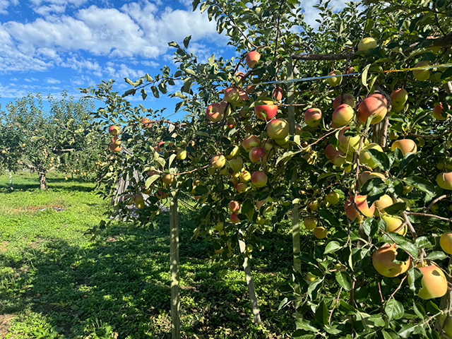進化する“りんご飴”の世界。ホンモノの“りんご飴”を堪能しよう！「apple wave」