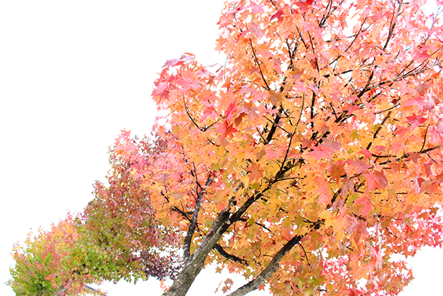 森の中のビール工場 サッポロビール九州日田工場 紅葉