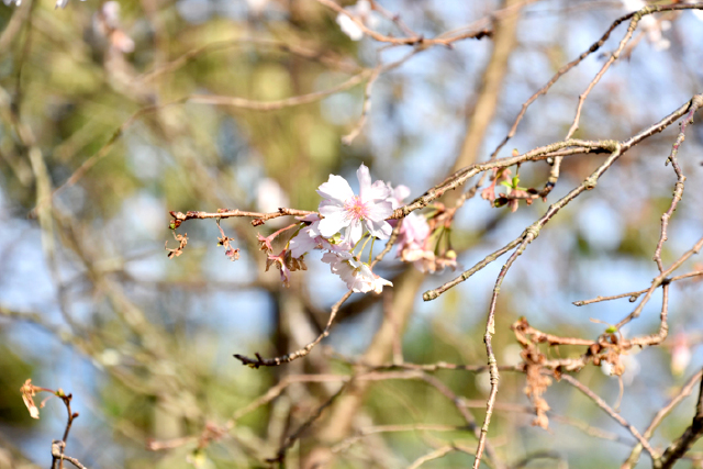 おおがファーム 十月桜