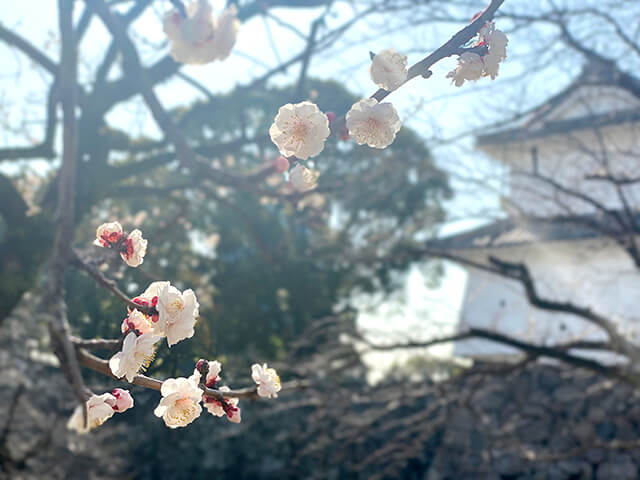 今城址公園撮影