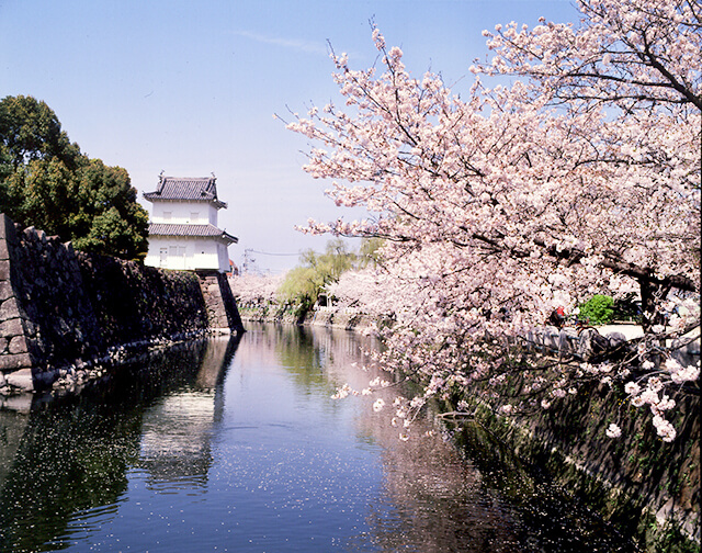 大分 お花見