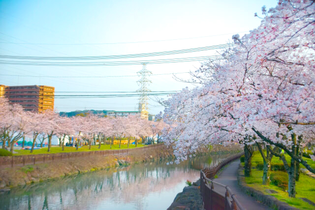 大分 お花見