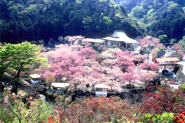 大分 お花見