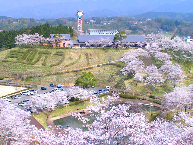 大分 お花見