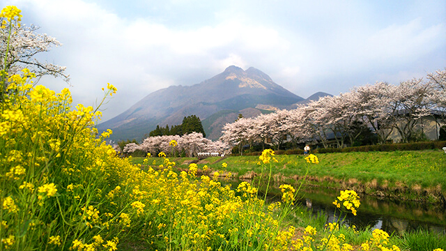 大分 お花見