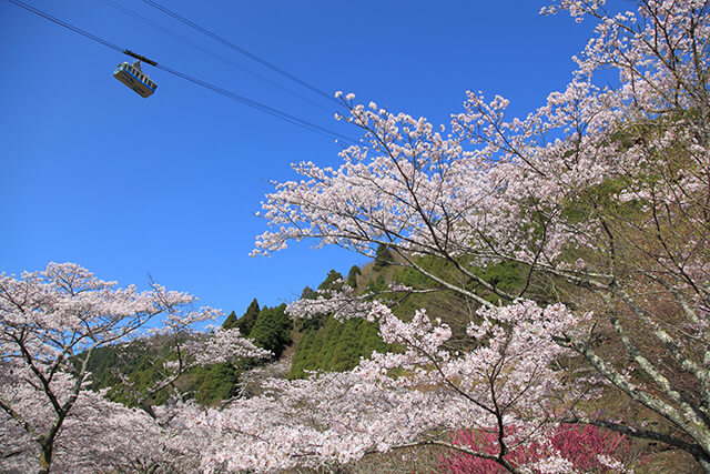 大分 お花見