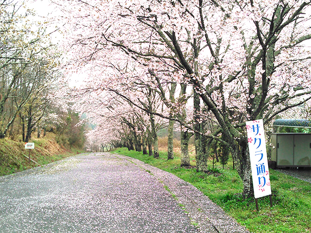 大分 お花見