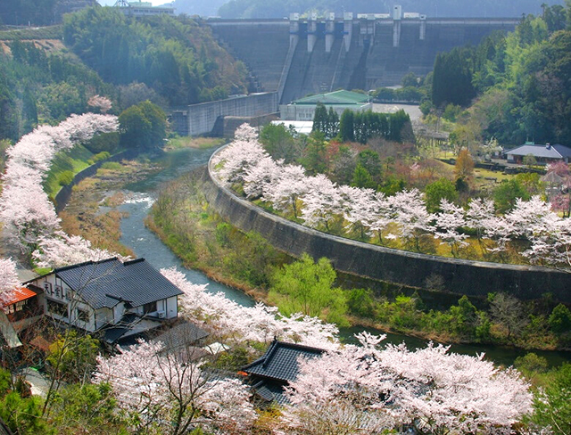 大分 お花見