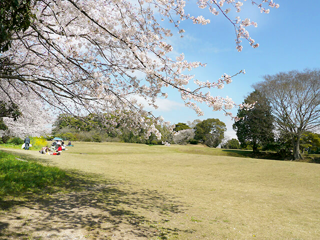 大分 お花見