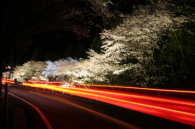 大分 お花見