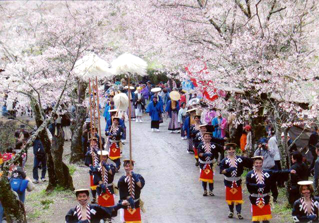 大分 お花見
