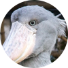 KANCO