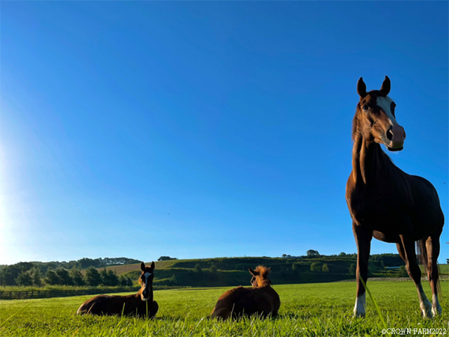 株式会社クラウン