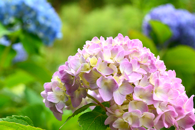 大分の紫陽花